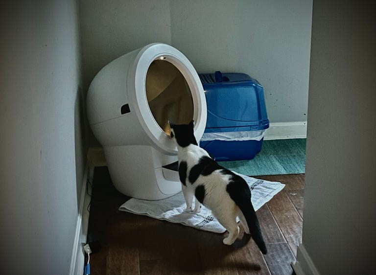 A black and white housecat peeks inside of the Whisker Litter-Robot 4.
