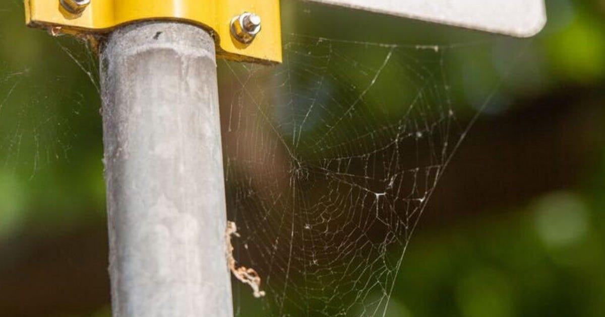 Spinnennetze könnten helfen, Mikroplastik in der Luft, die wir atmen, aufzuspüren
