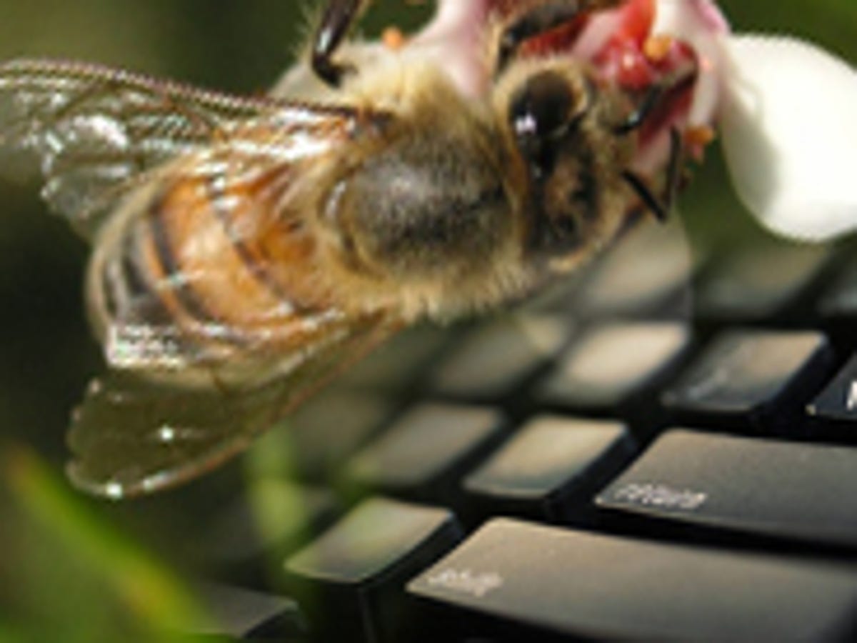 Bloggers abuzz about missing bees