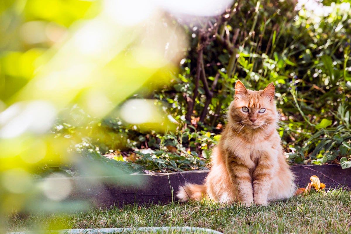 Cat sitting in backyard grass.