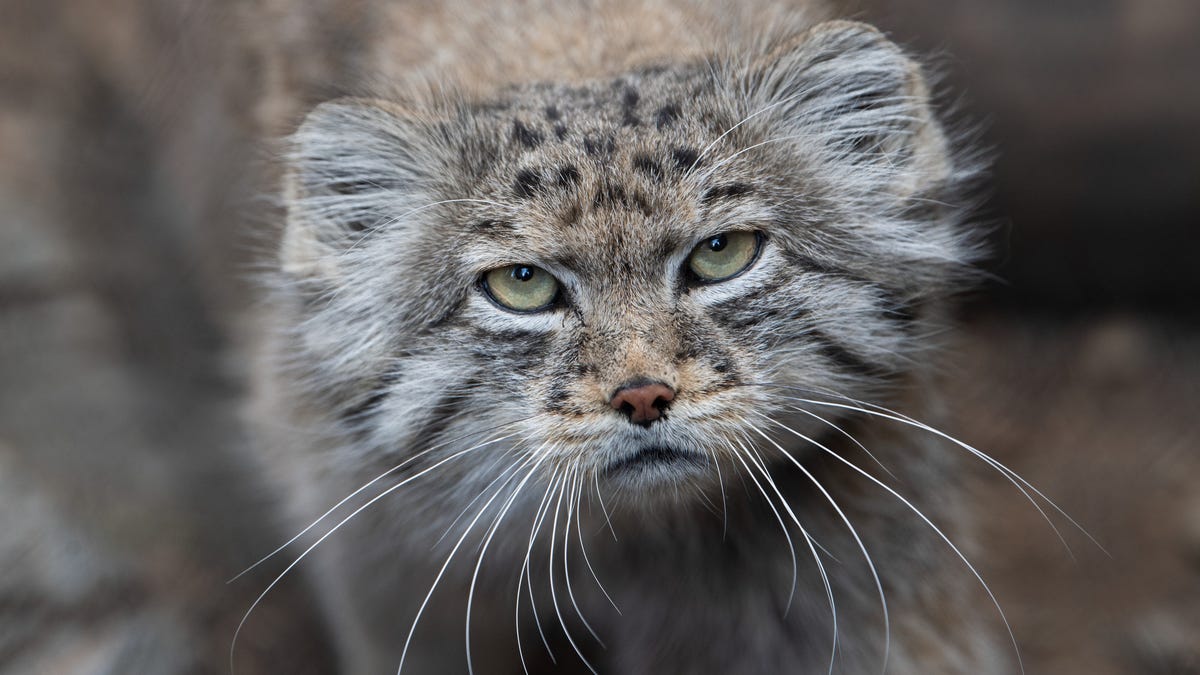 A Pallas&apos;s cat with round ears, wide fluffy cheeks, forehead spots and white whiskers looks directly at the camera with a grumpy expression.