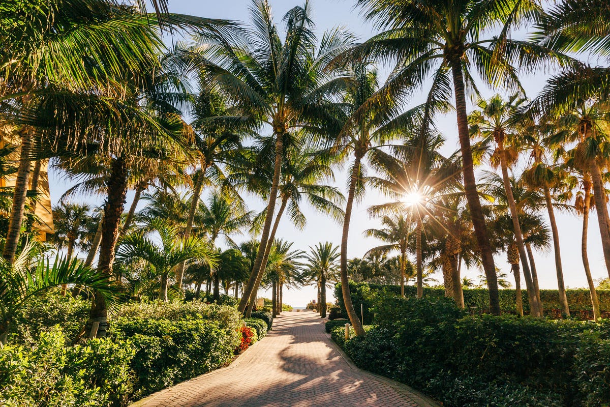 Pathway with palm trees leading to the beach, Miami Beach, Florida.