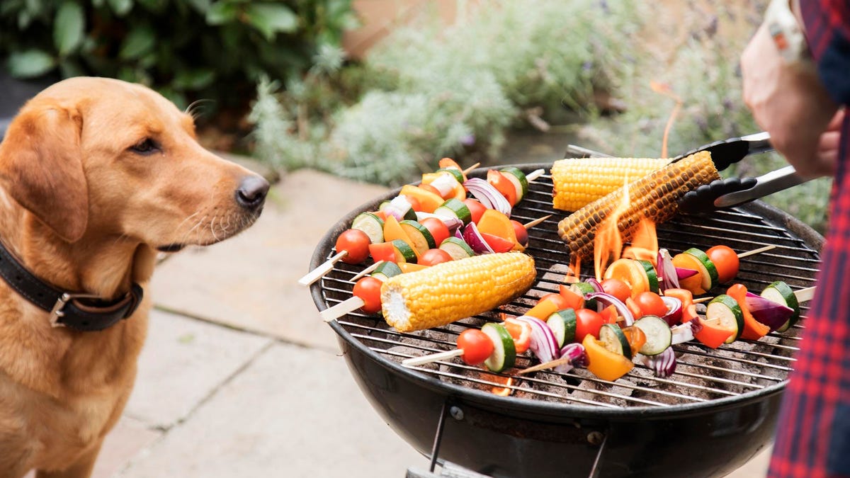 Labrador dog looks interested at food on barbecue.