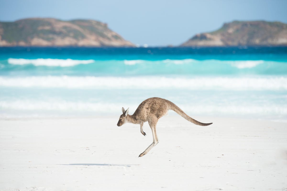 Australian Kangaroos At Lucky Bay