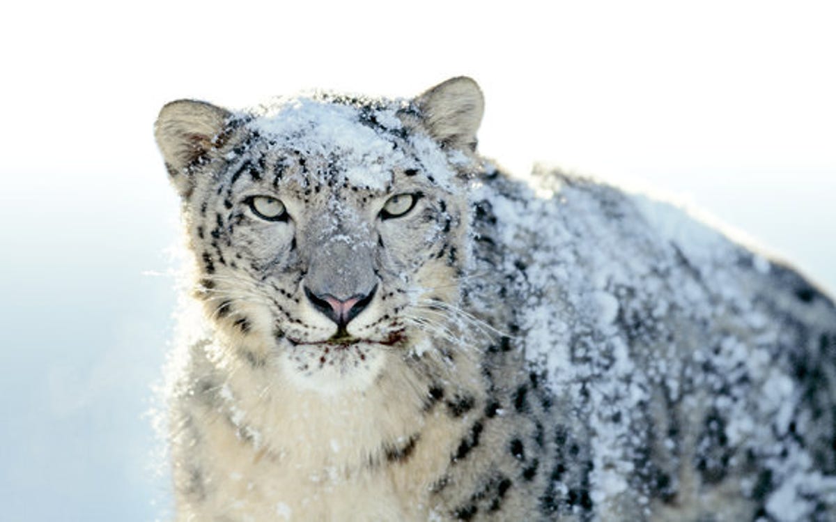 Apple recruits famous Impressionist: Snow Leopard wallpaper gallery - CNET