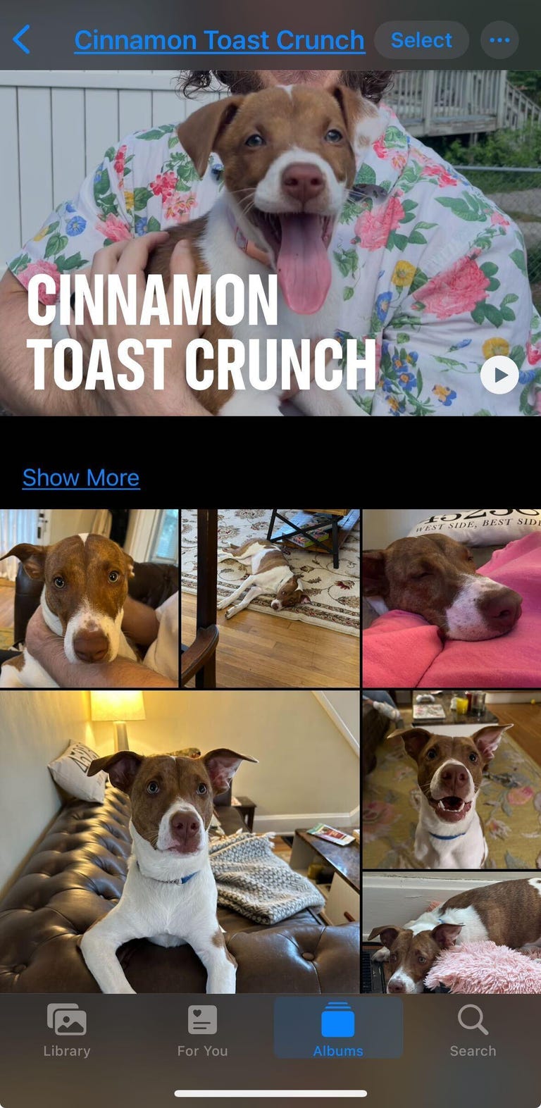 Various pictures of a brown and white dog