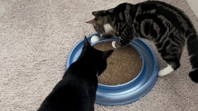 cats playing with cat scratcher toy