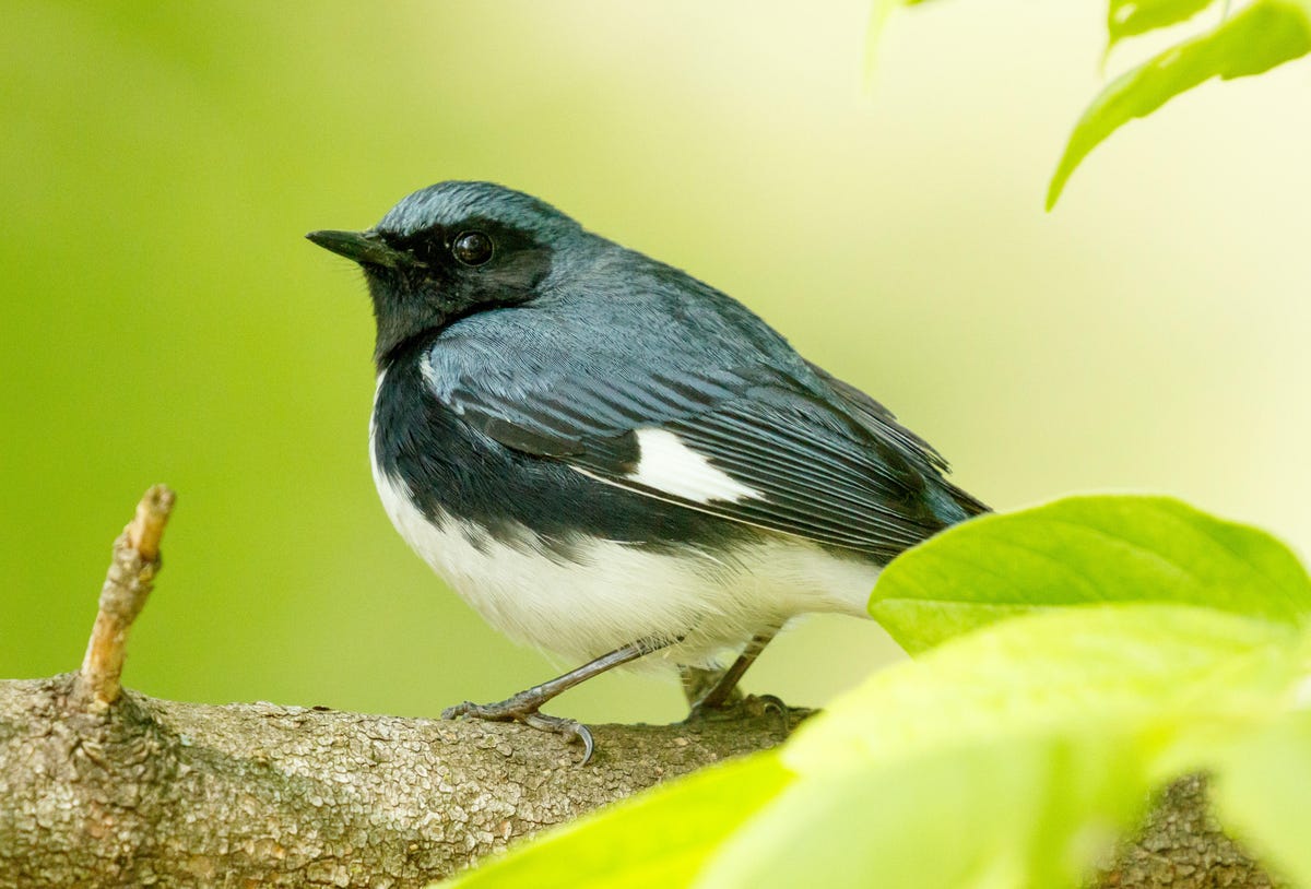 A black-throated blue warbler looks over its shoulder.