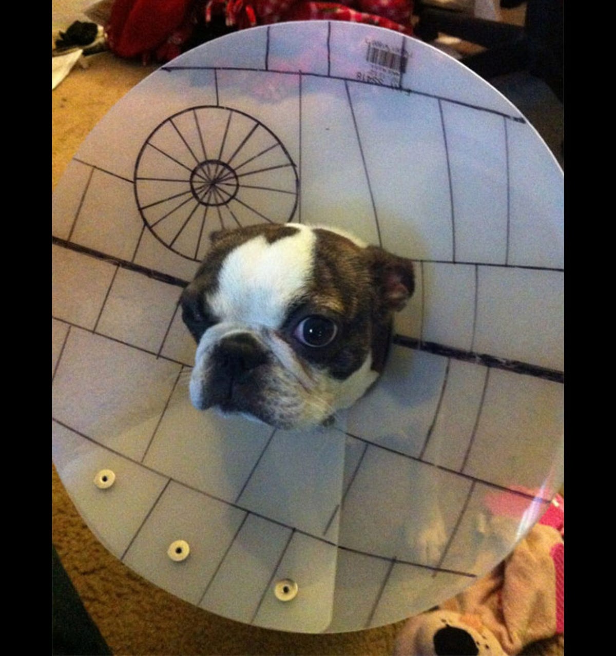 Death Star dog cone-of-shame