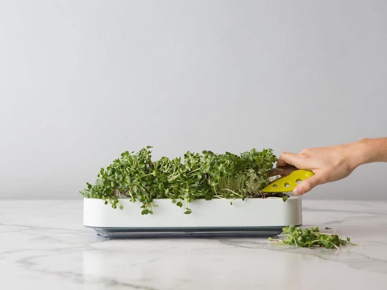 A hand cultivates herbs in a white Microgreens Grower pot on a marble countertop.