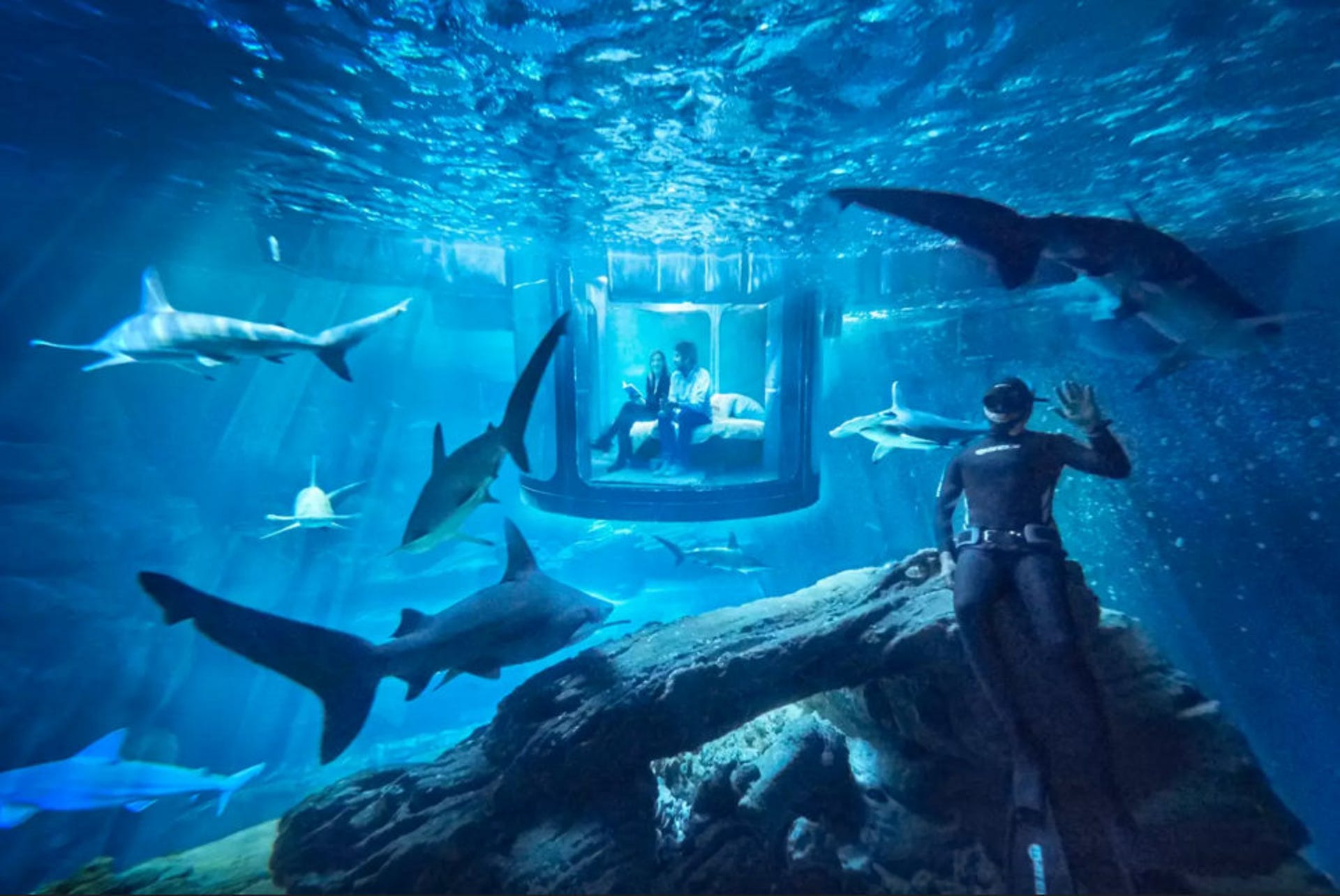Airbnb with sharks