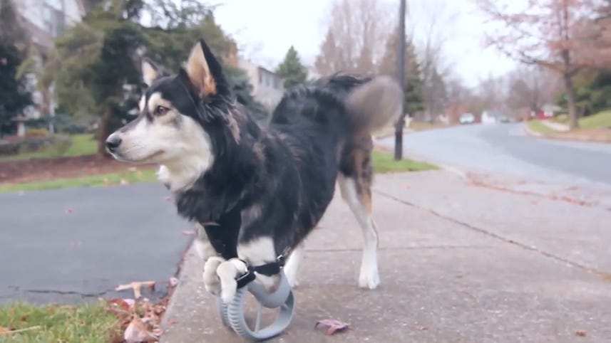 Tomorrow Daily 104: 3D-printed dog legs, touchable yearbooks, cleaning up space trash and more