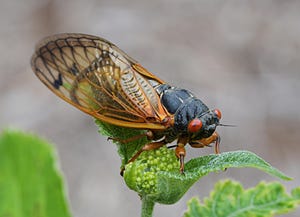 Image of article: Cicada Double Brood Is Co…