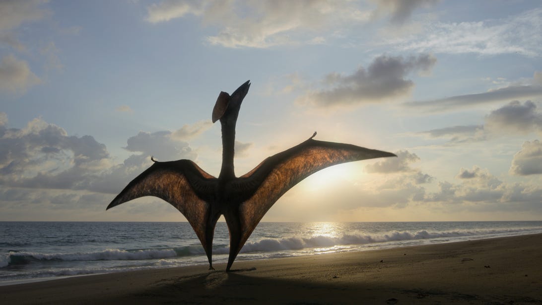 Hatzegopteryx, didelis Azhdarchid dinozauras