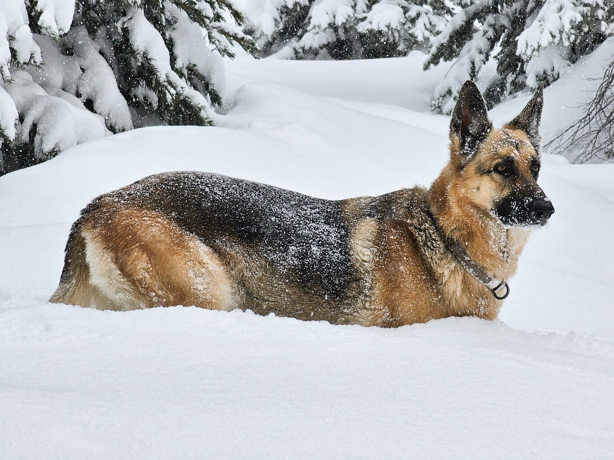 Photo of a dog in deep snow