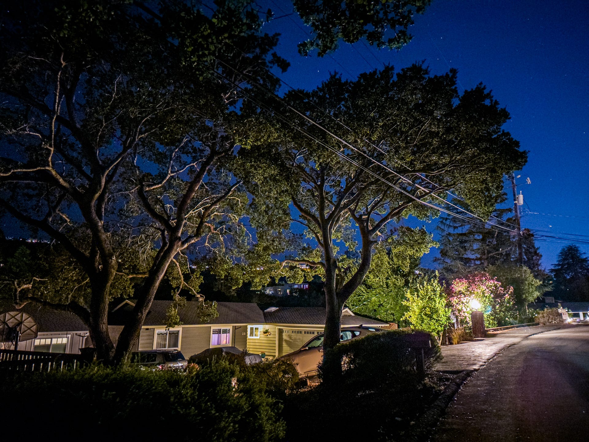 A nighttime photo showing side-lit oak trees in front of a deep blue sky