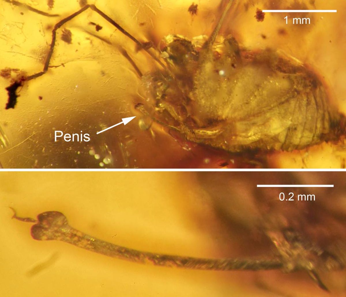 Detailed view of erection below image of a spider, all in hues of orange.