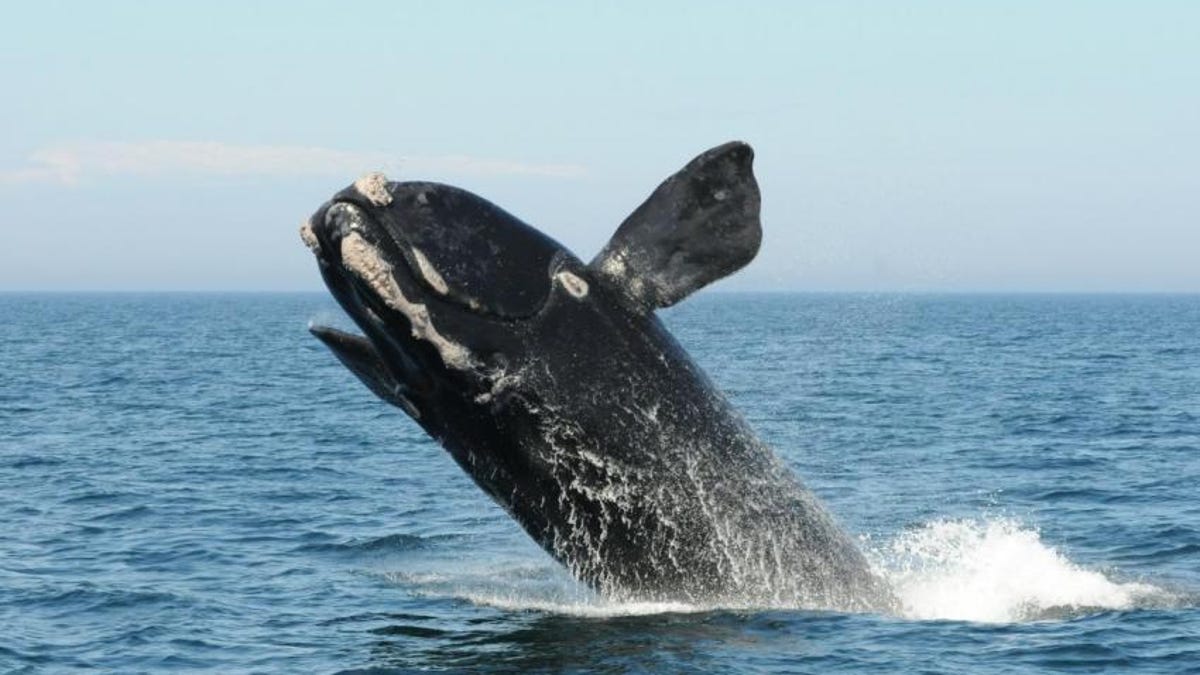 north-atlantic-right-whale-marianna-hagbloom-fundy