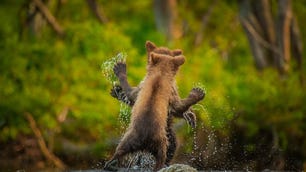 Two bear cubs stand up in a movement that makes it look like they're dancing together.
