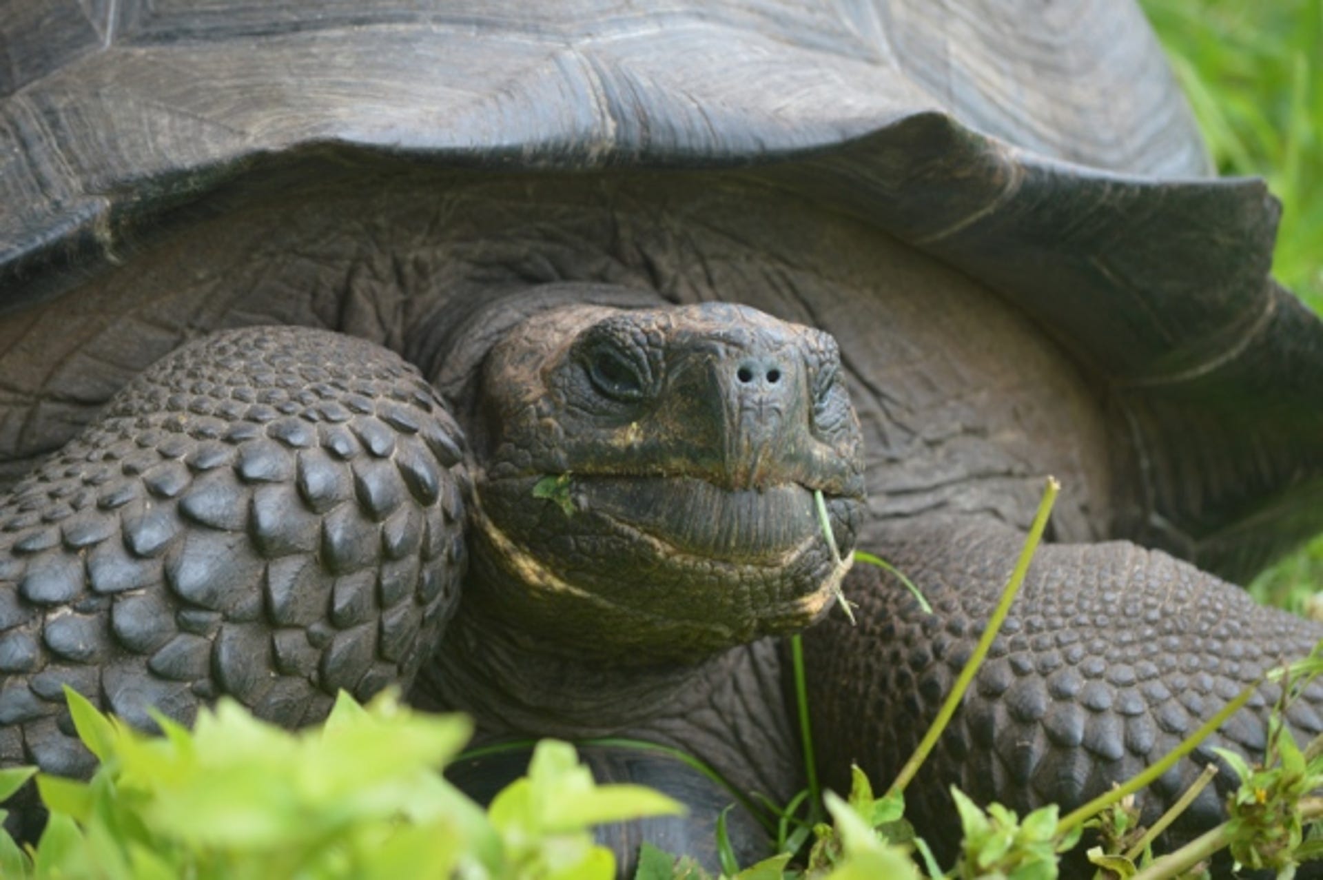 Eastern Santa Cruz tortoise