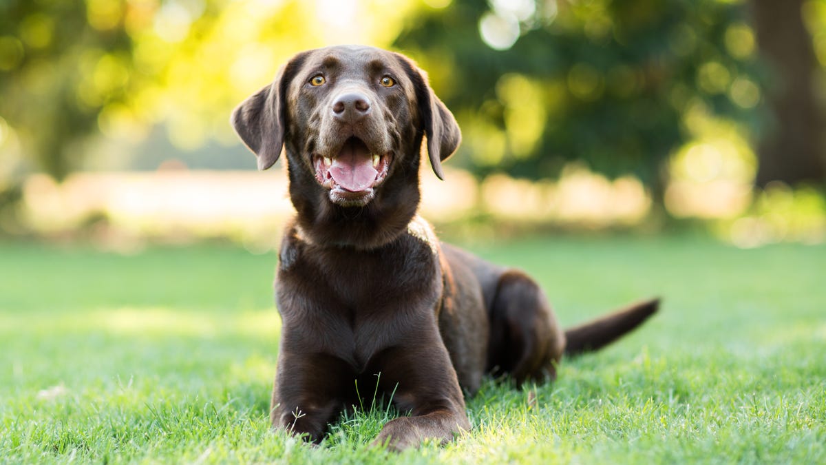 A chocolate labrador sits in grass
