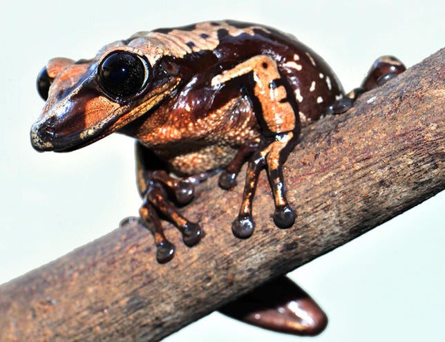 poisonous-frog.jpg