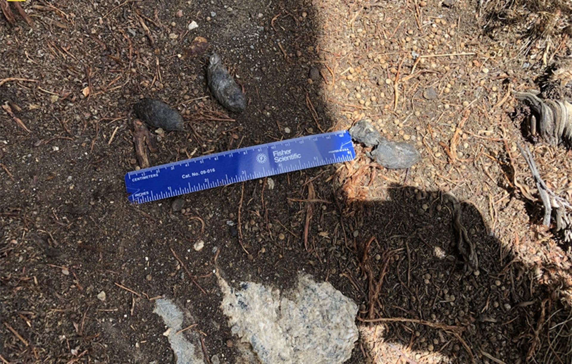 Close up of Pallas's cat poop on the ground at Mount Everest with a ruler showing its small size.