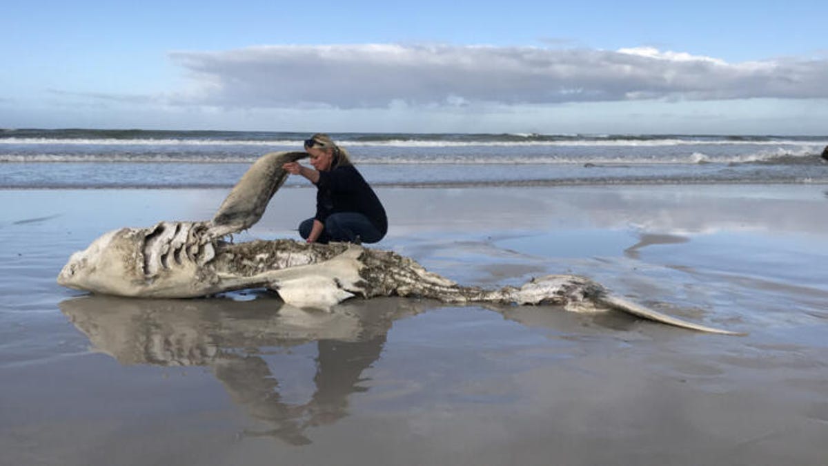 a great white shark carcass, grey and emaciated, lies on a beach. It is inspected by a researcher. the researcher is lifting a fin