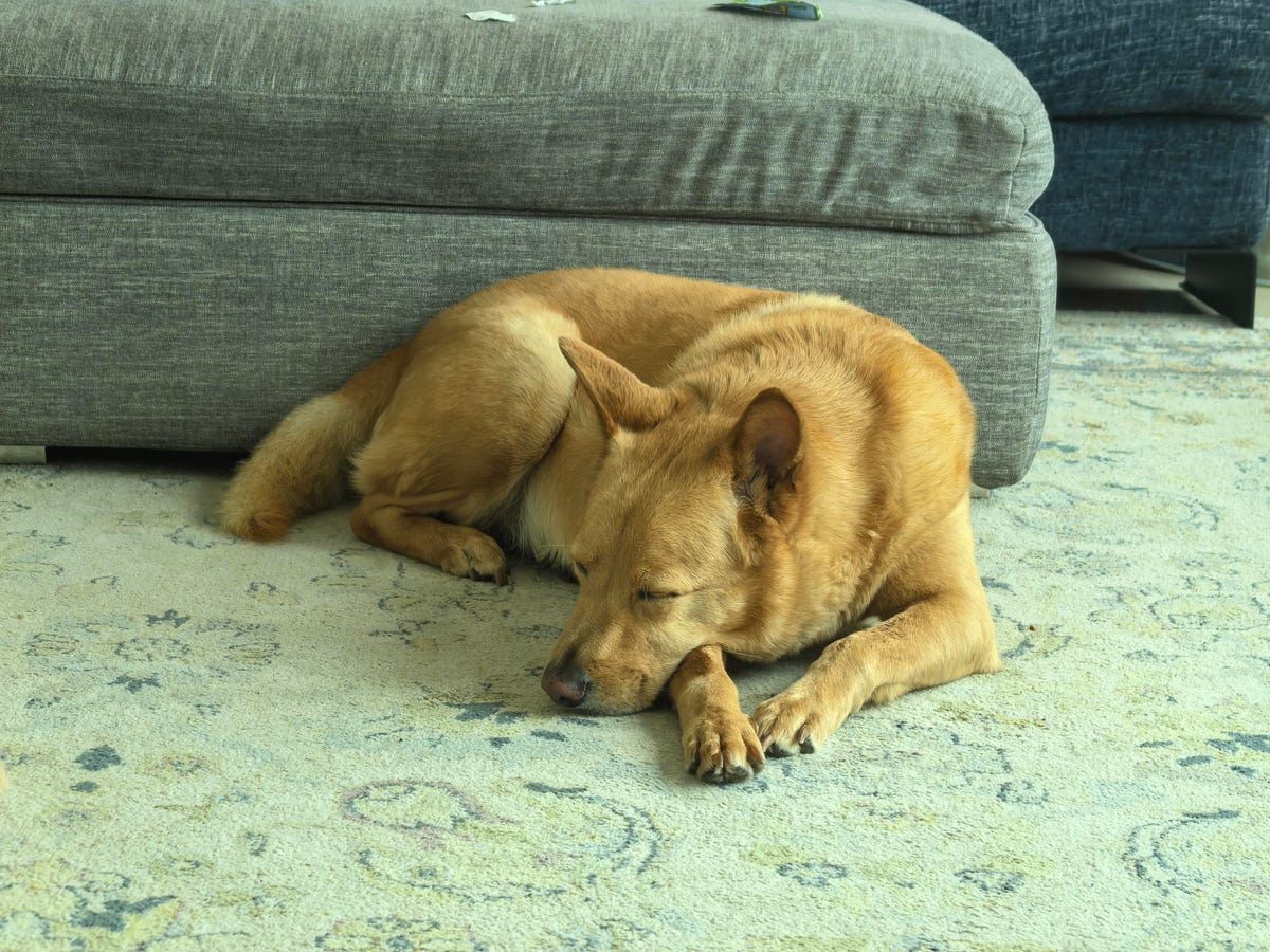 mixed breed dog asleep on carpet
