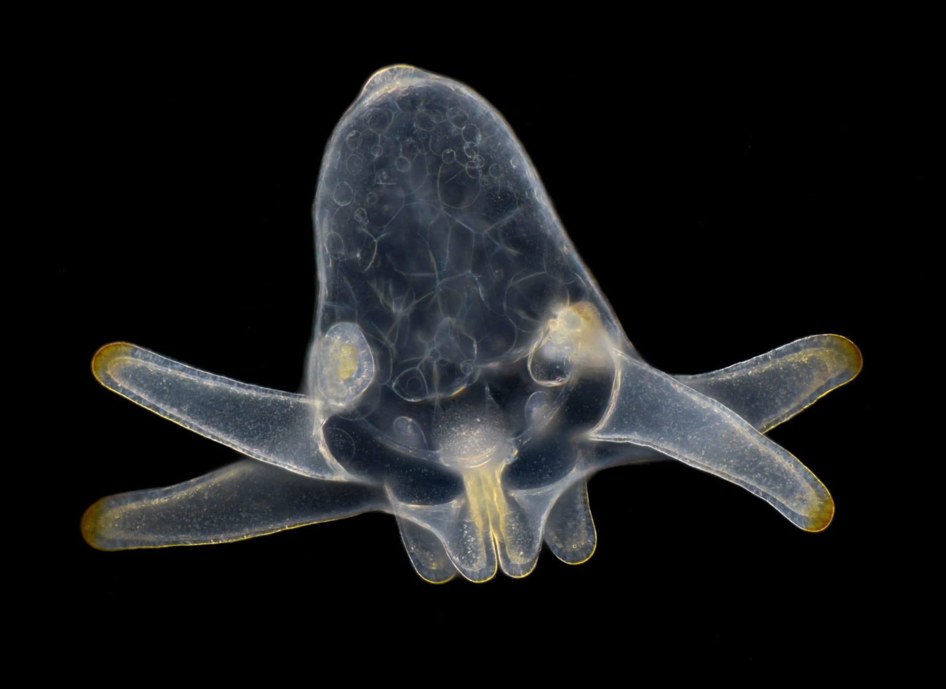 Ghostly, multi-tentacled larva appears see-through against a black background.