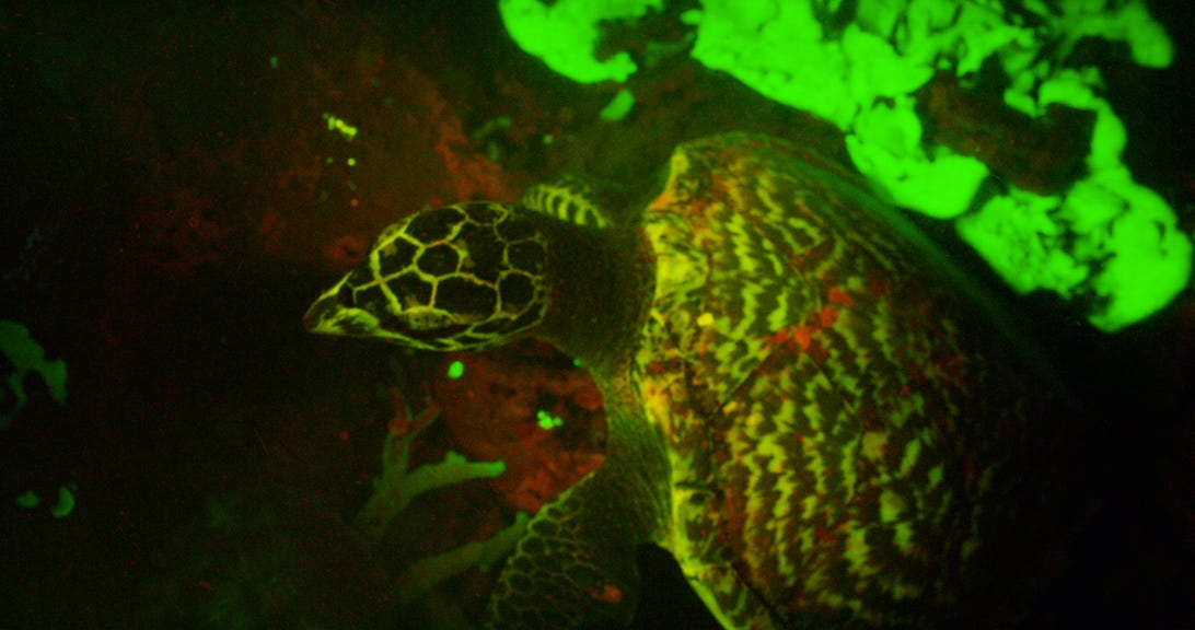 first-image-of-fluorescent-hawksbill-turtle-cdavid-gruber.jpg