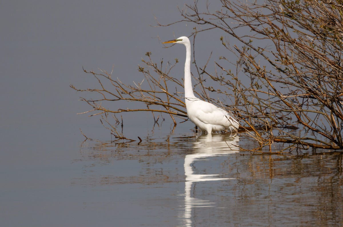 A great egret lurks motionlessly in some brush, waiting for fish or frogs to come near.
