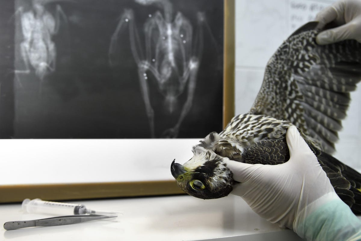 A gloved hand holds the body of a falcon, wing outstretched with an X-ray of its body in the background.