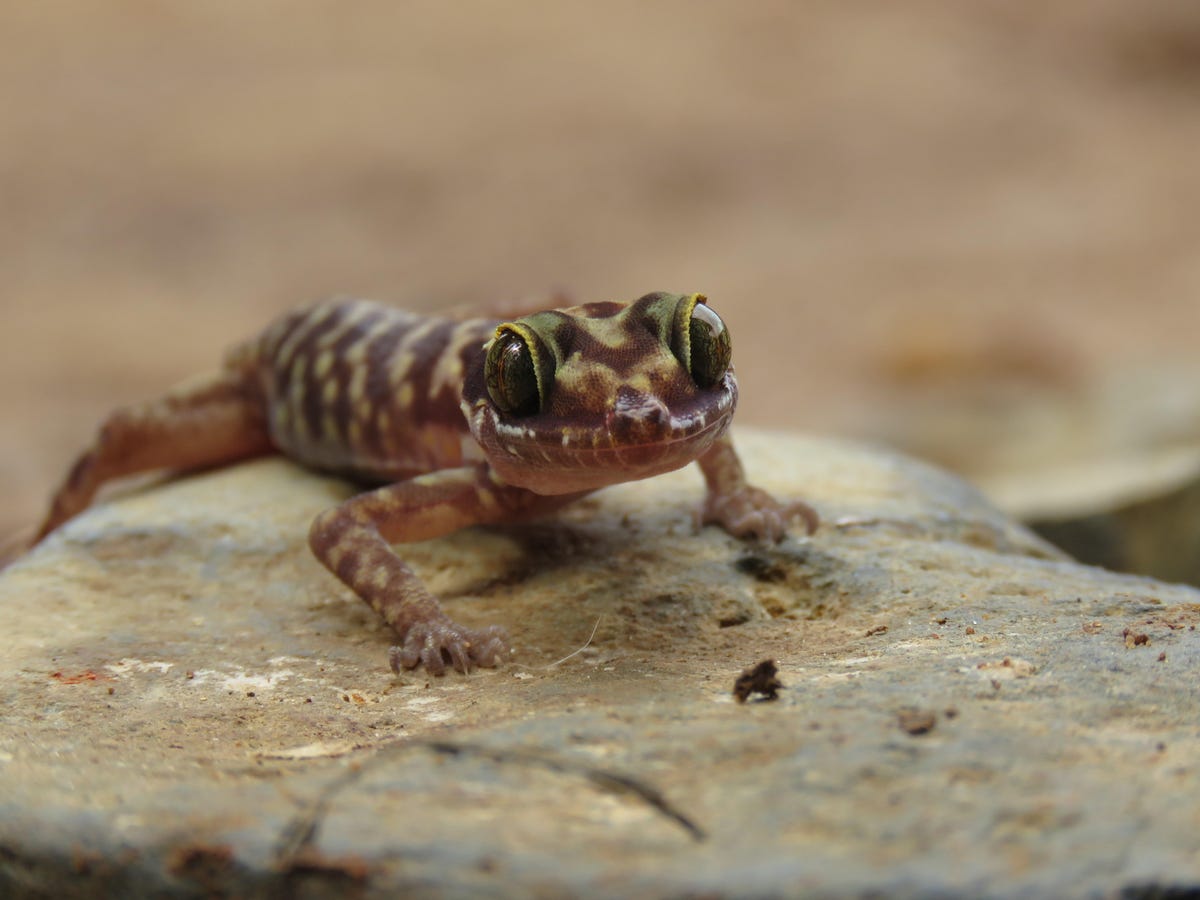 species-gecko-tenasserim