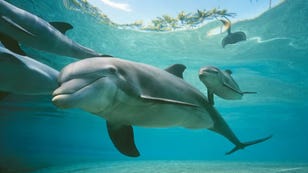 Dolphins Taste Pee to Identify Friends