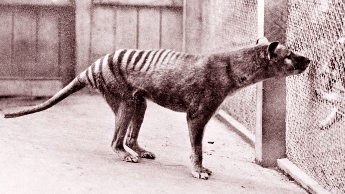 A Tasmanian tiger stares out of its cage