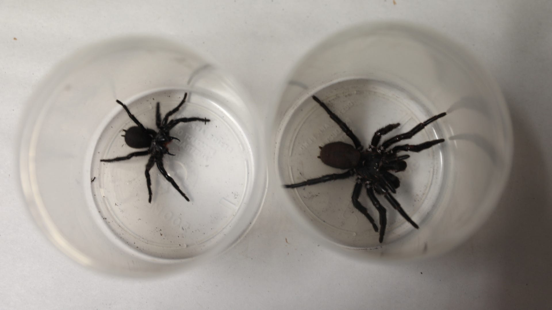 Is this too many funnel-web spiders? Spider unboxing 