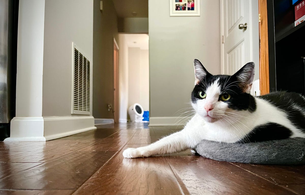 A black and white housecat sits in his cat bed at one end of a hallway. At the other end of it sits the Whisker Litter-Robot 4.