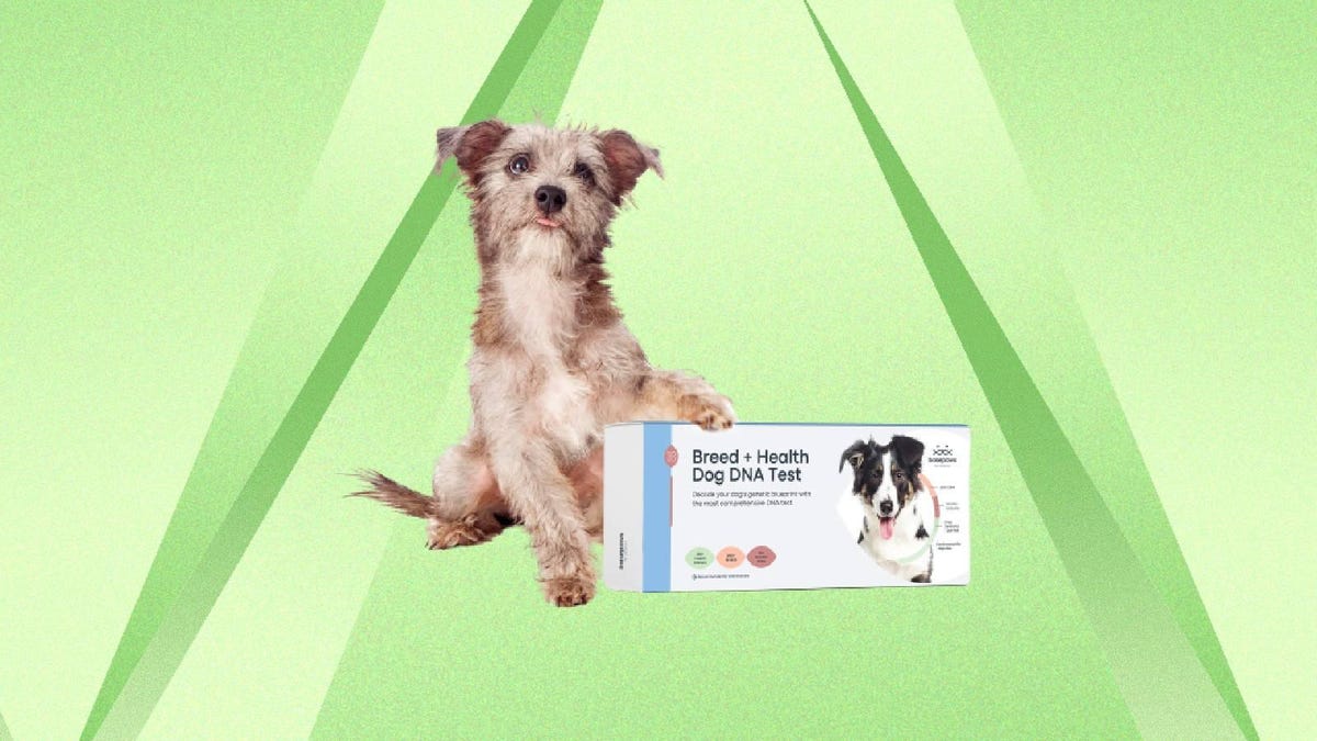 A dog and a Basepaws Breed + Health DNA test kit against a green background.
