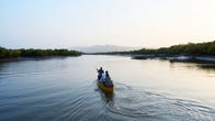 A canoe in the waters near India's mangrove trees