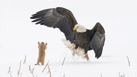 A prairie dog appears to be putting up a fight in this meeting with a bald eagle in the US.