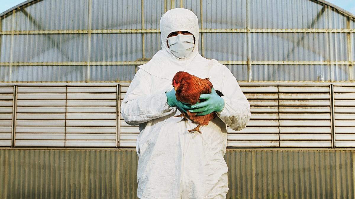 A poultry worker in protective gear holds a chicken.
