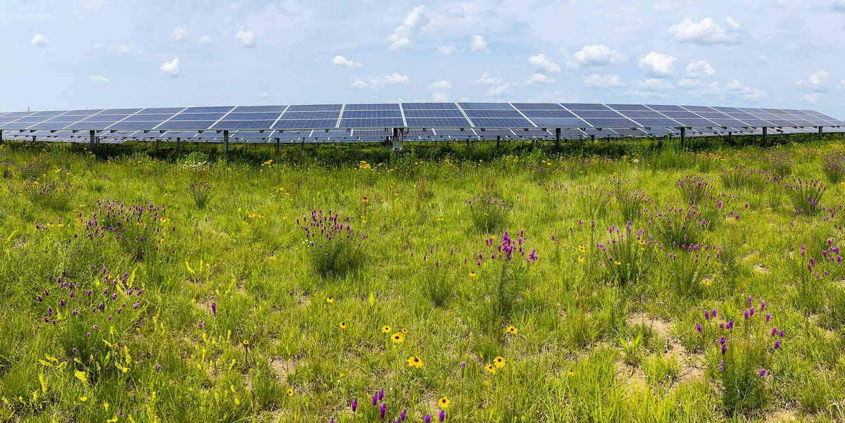 Solar panels behind a wildflower meadow.