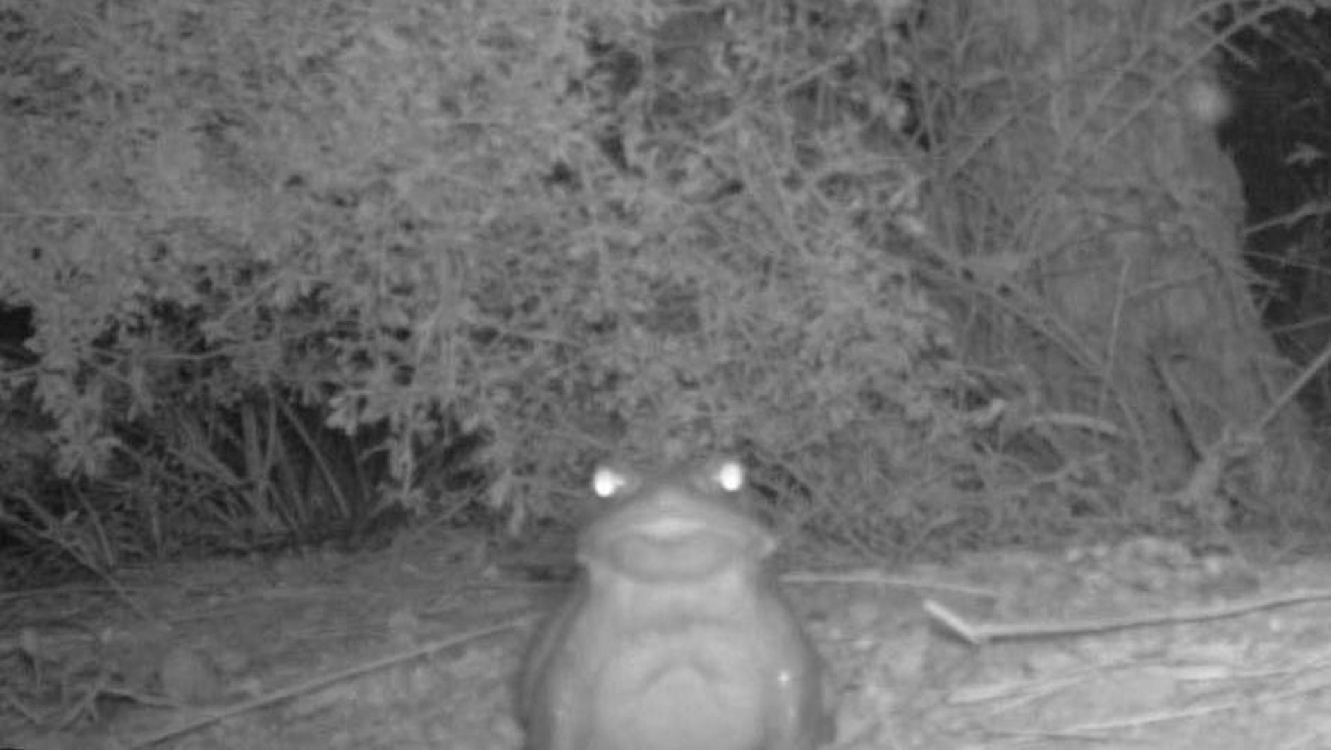 A large toad with seemingly glowing eyes caught on a nighttime motion sensor camera.