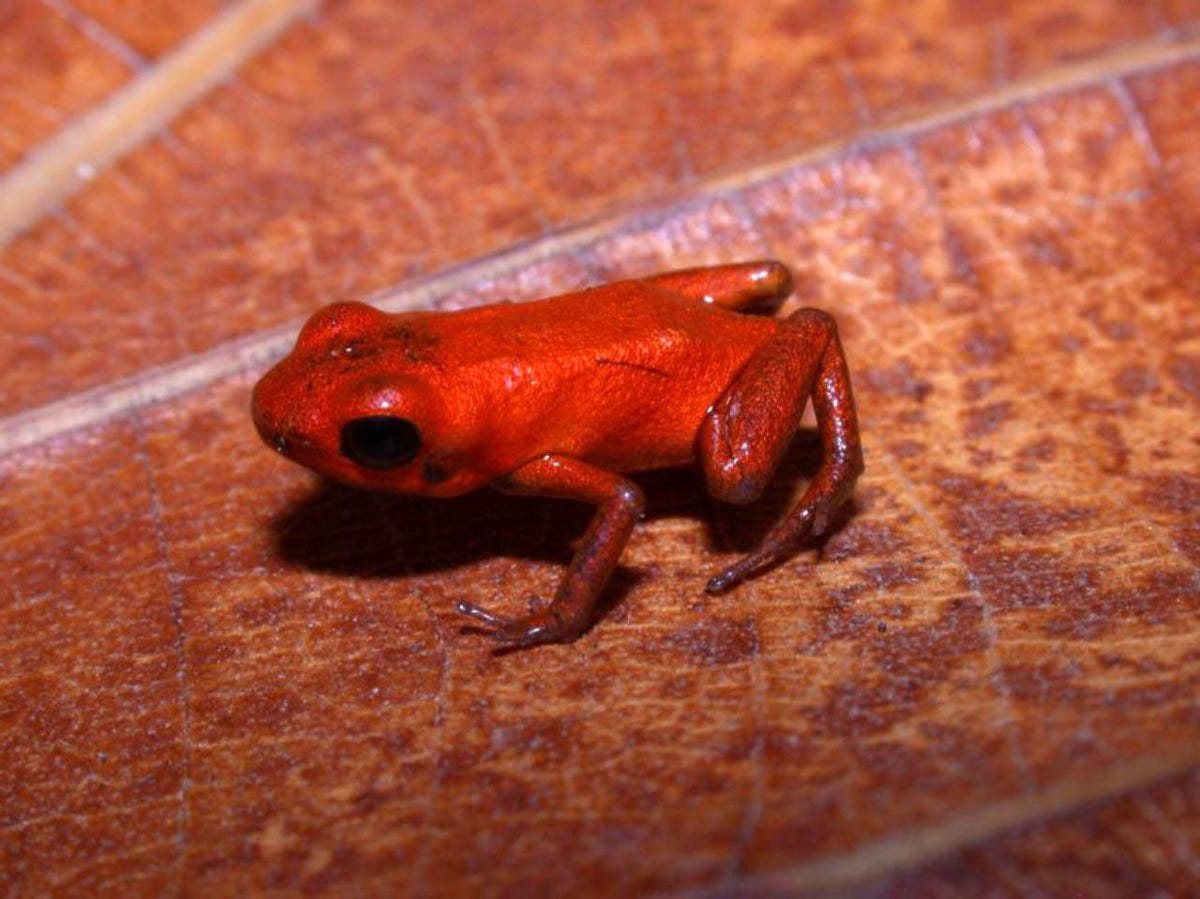 species-poison-dart-frog