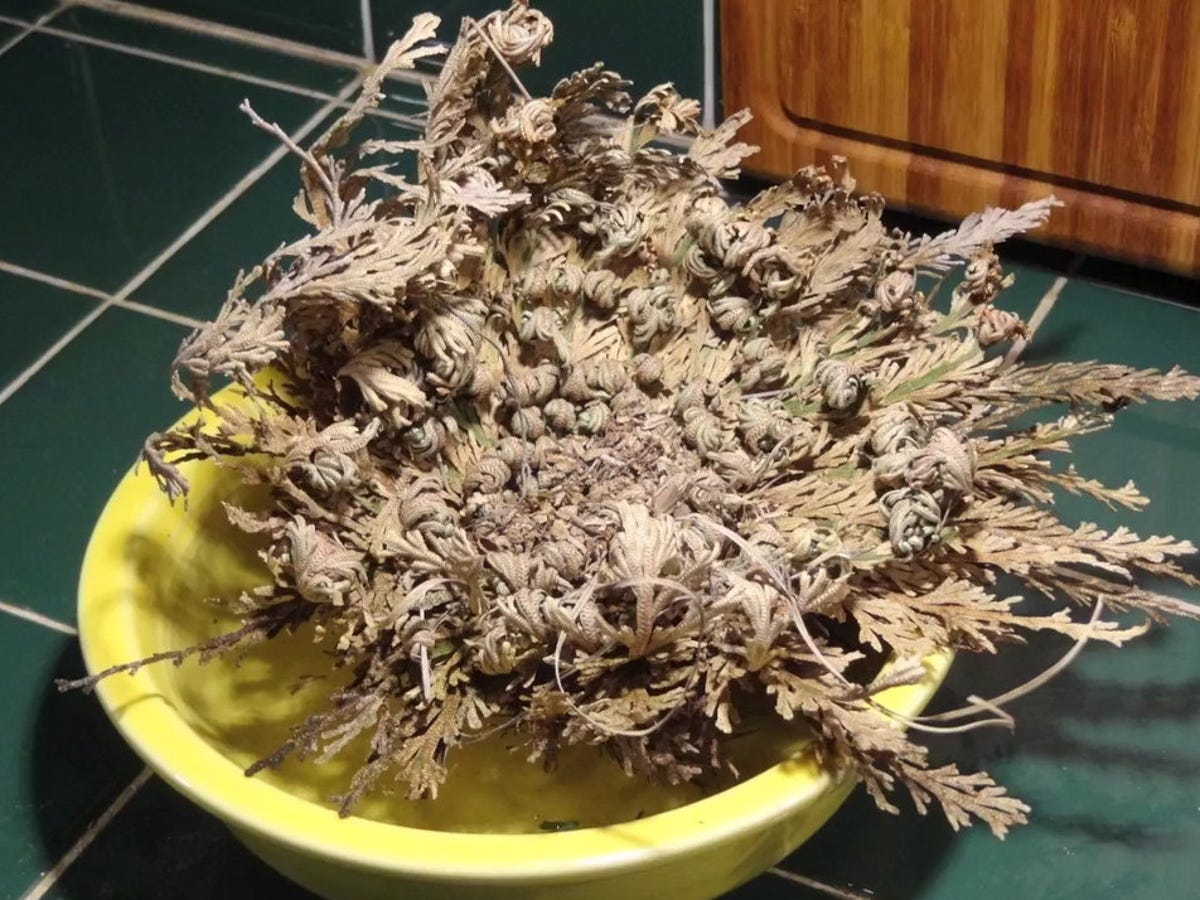 Watch a dried-out 'resurrection plant' unfurl in water - CNET