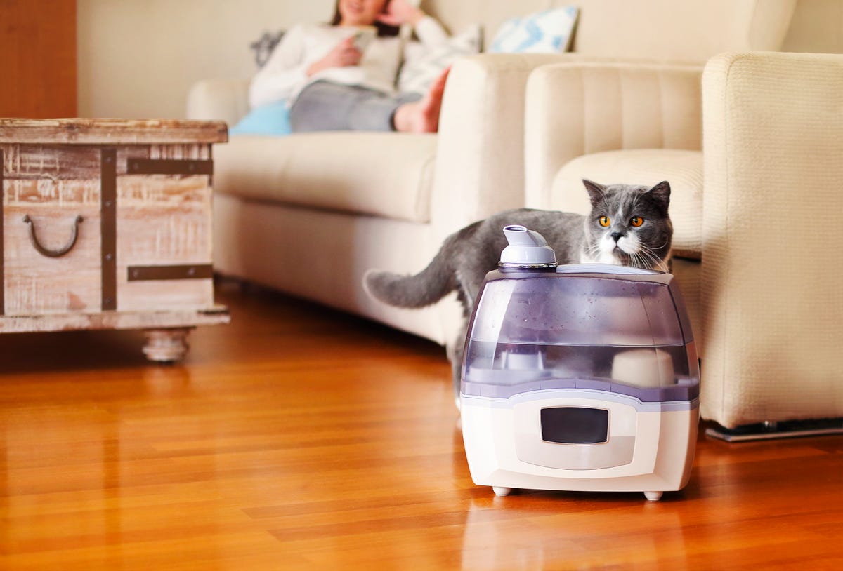 humidifier on floor with cat