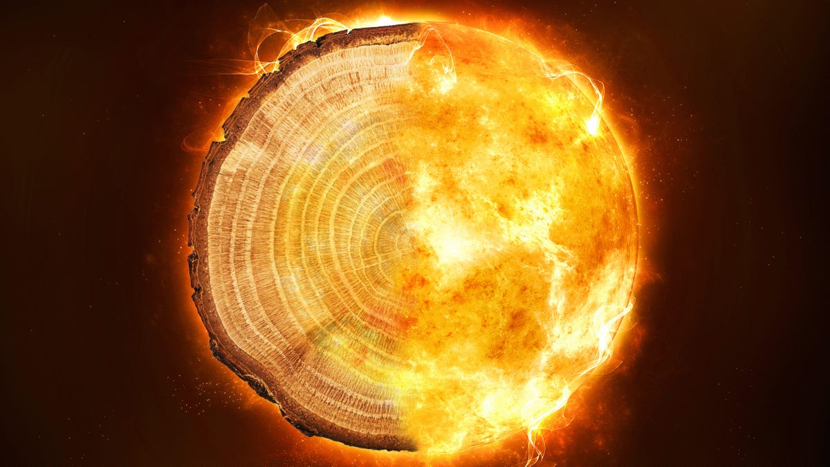 composite image shows a tree ring on the left and bright orange flames on the right