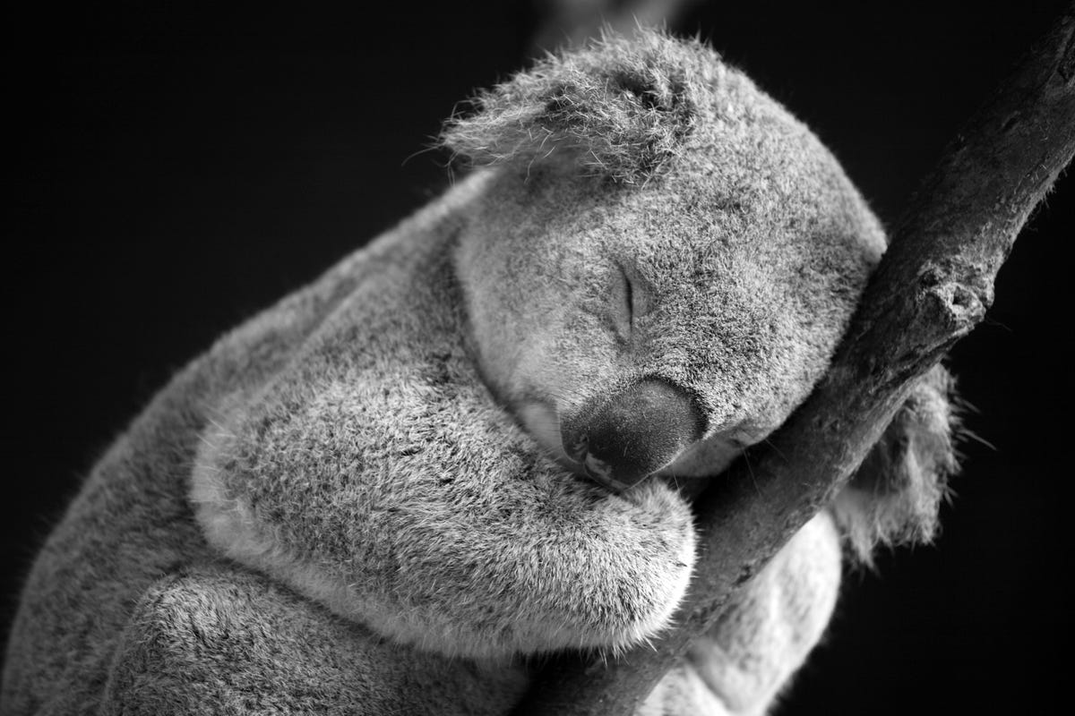 A koala napping on a branch