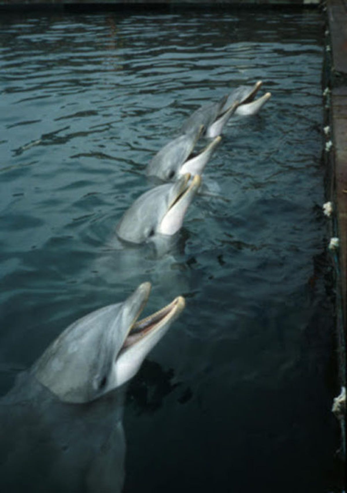 cnet-military-animals-dolphins.jpg